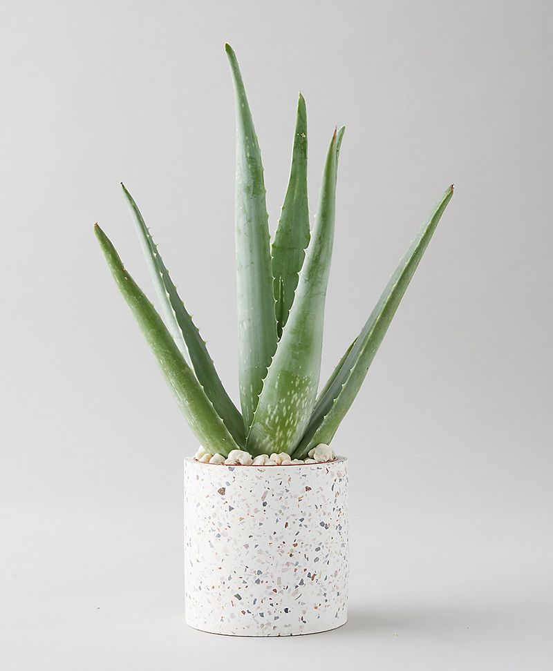 Aloe Vera