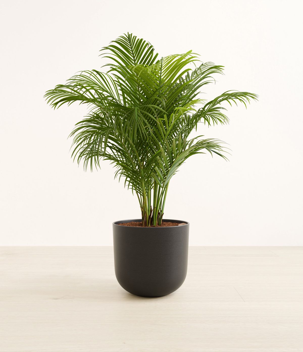 Areca Palm