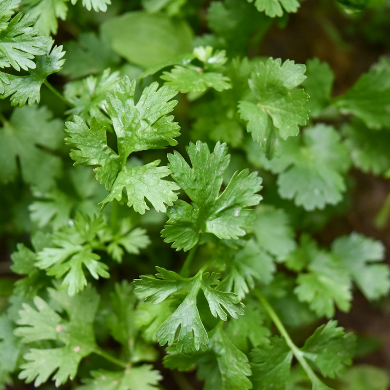 Coriander (Cilantro)