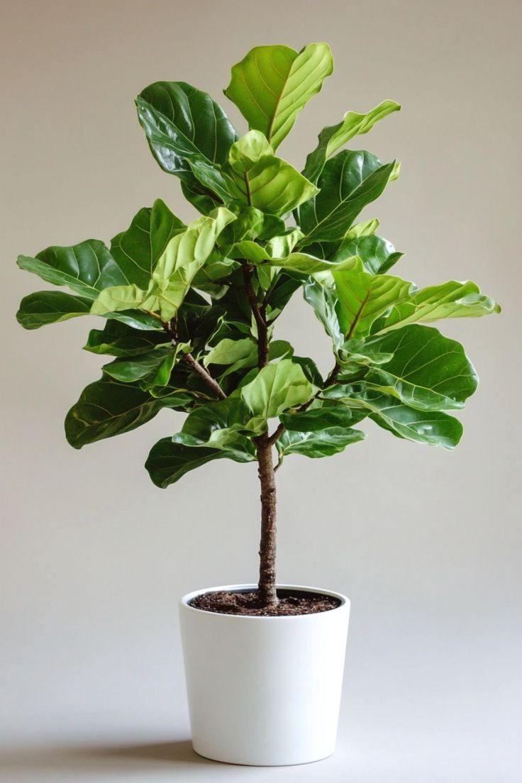 Fiddle Leaf Fig