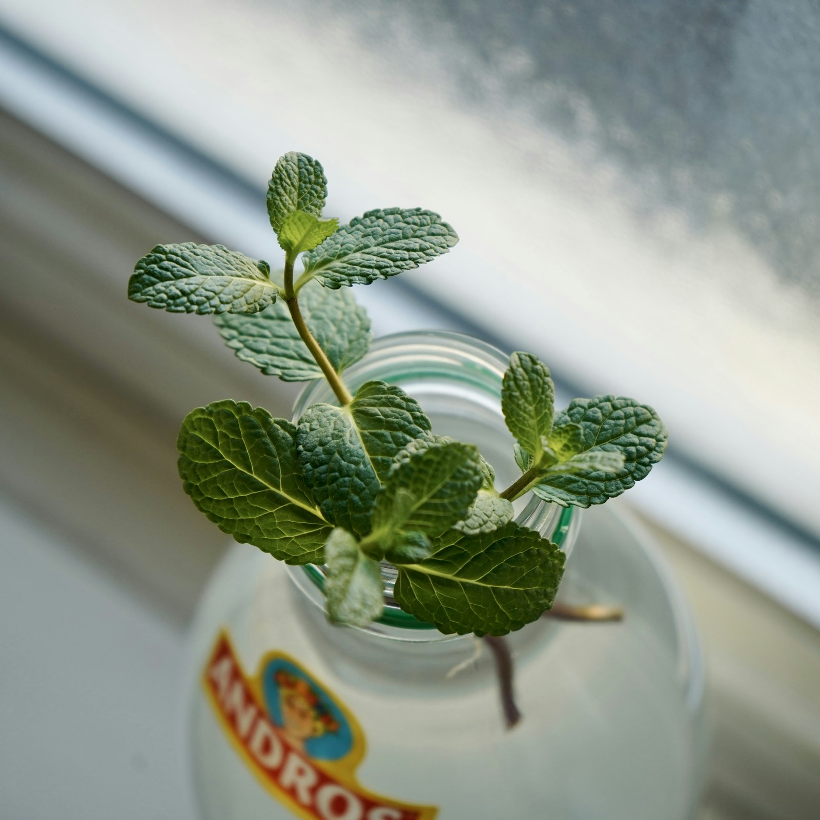 Mint