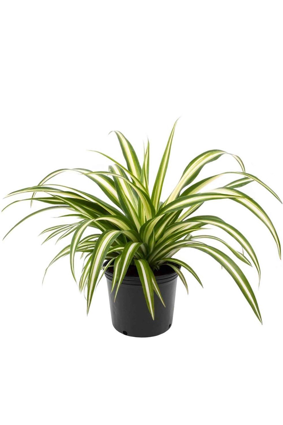 Spider Plant